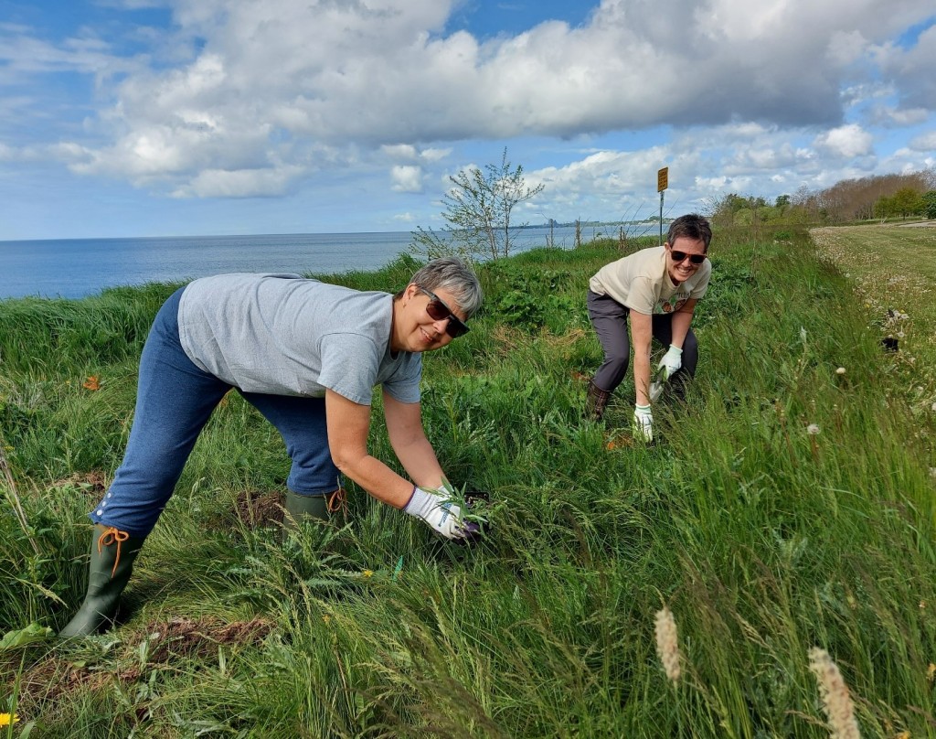 Two women bending over planting native plants in a long grassy area with Lake Ontario in the background.