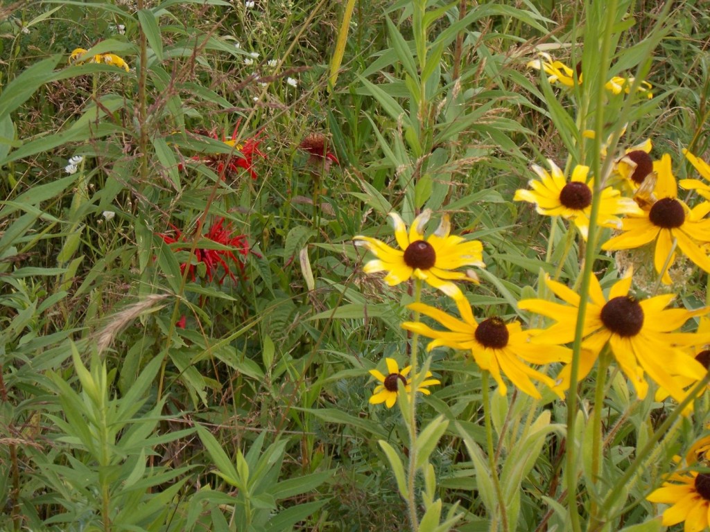 wild flowers including black eyed susans and blazing star