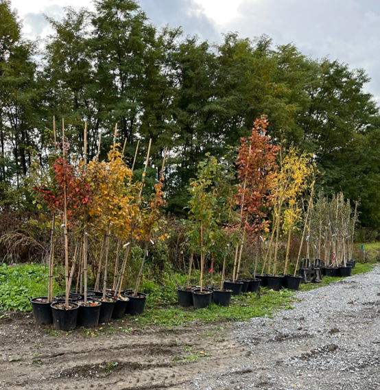 Several small diameter trees lined up in two rows sitting in pots.