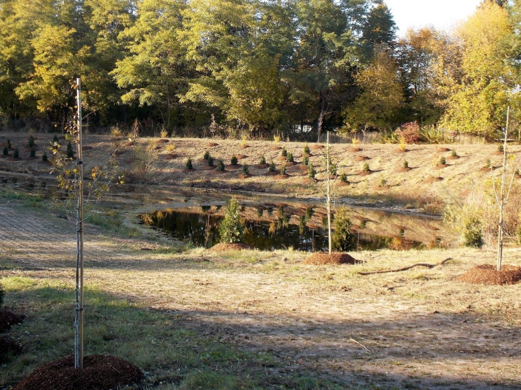 A small pond surrounded by many newly planted trees.